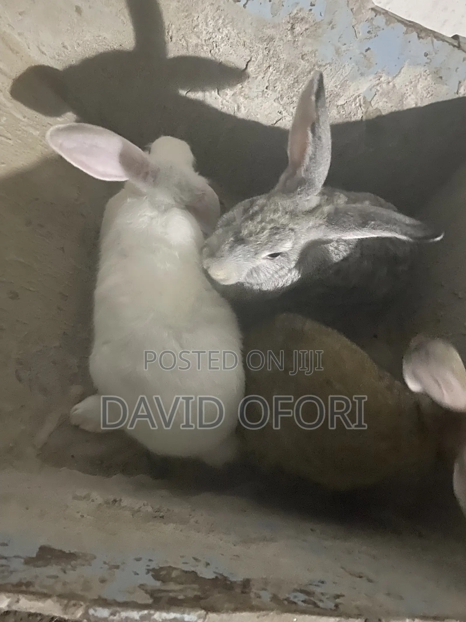 Rabbits Farm