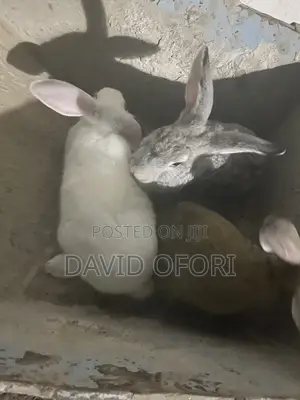 Rabbits Farm