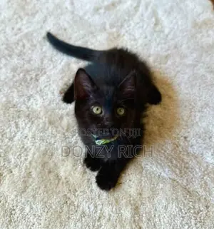 1-3 months Male Mixed Breed Persian
