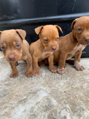 1-3 months Male Purebred American Pit Bull Terrier
