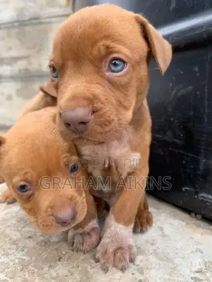 1-3 months Male Purebred American Pit Bull Terrier