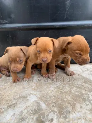 1-3 months Male Purebred American Pit Bull Terrier