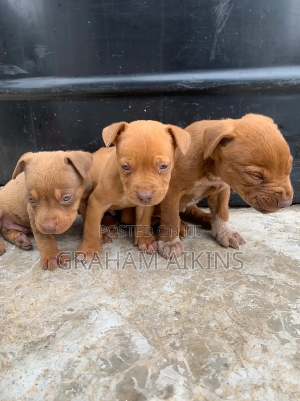 1-3 months Male Purebred American Pit Bull Terrier
