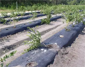 Plastic Mulch for Vegetables