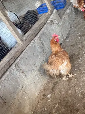 Chickens and Sasso Birds for Sale,kindly Contact Me if Interested Than