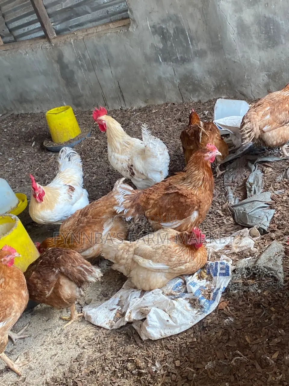 Chickens and Sasso Birds for Sale,kindly Contact Me if Interested Than