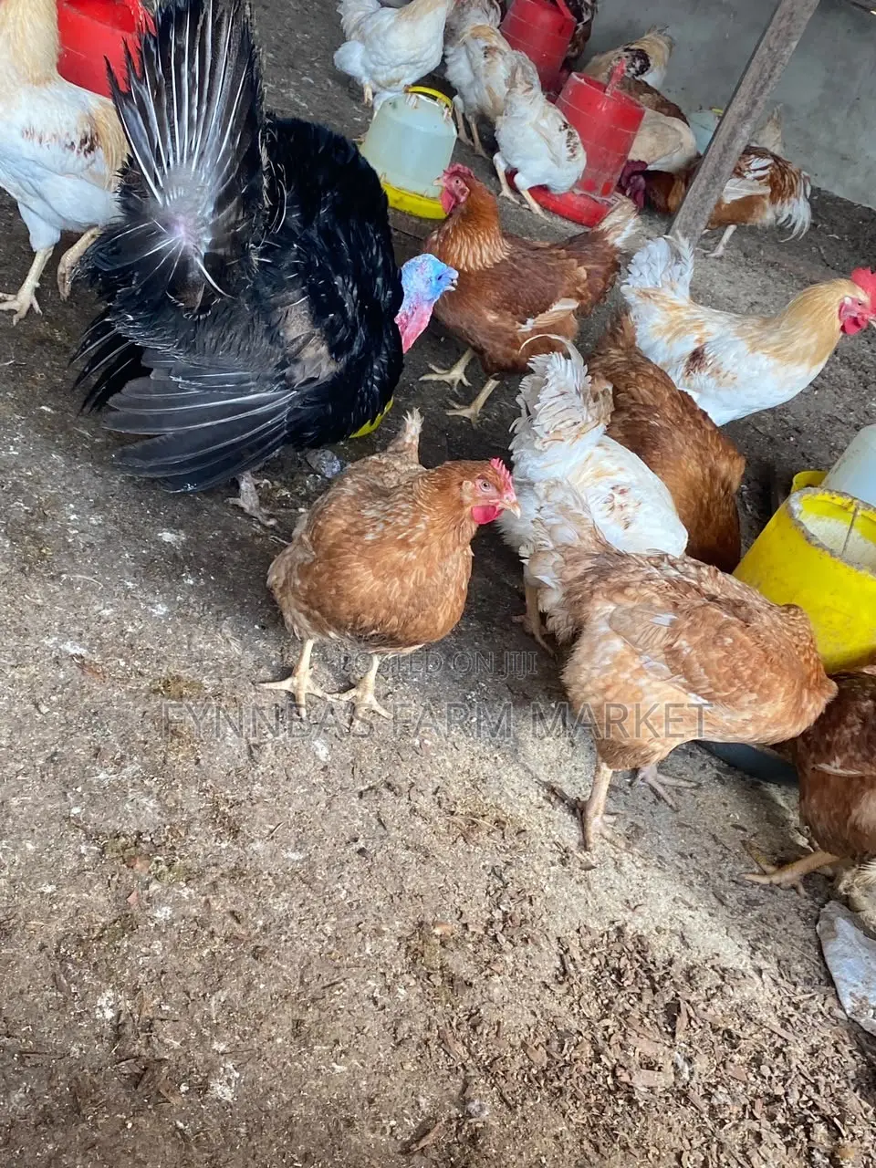 Chickens and Sasso Birds for Sale,kindly Contact Me if Interested Than