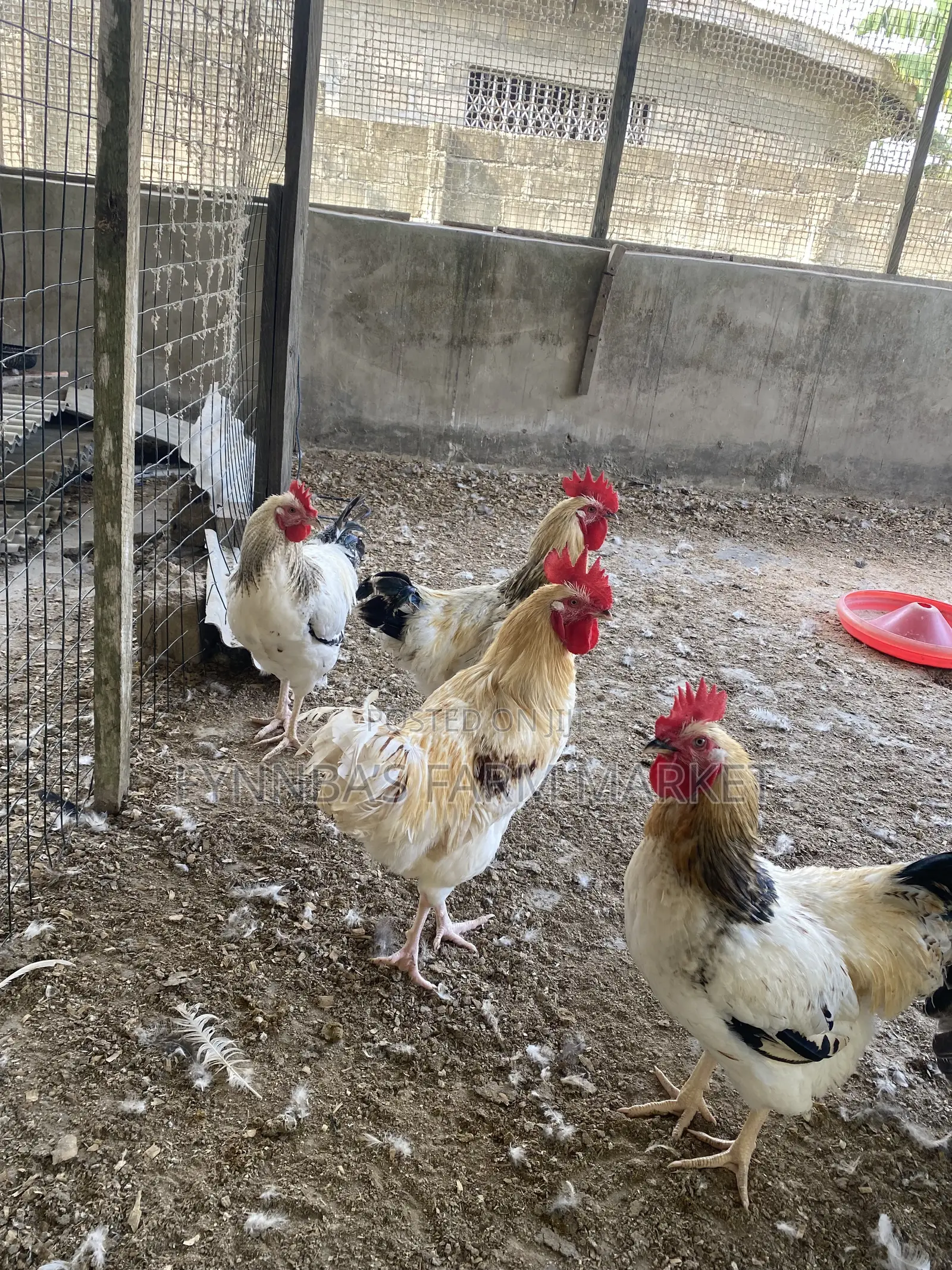 Chickens and Sasso Birds for Sale,kindly Contact Me if Interested Than