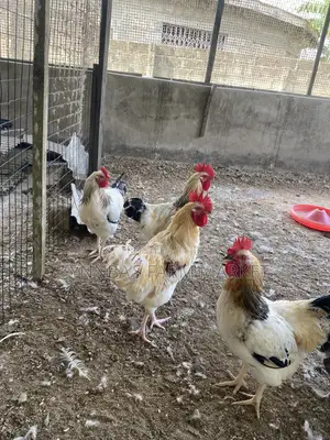Chickens and Sasso Birds for Sale,kindly Contact Me if Interested Than