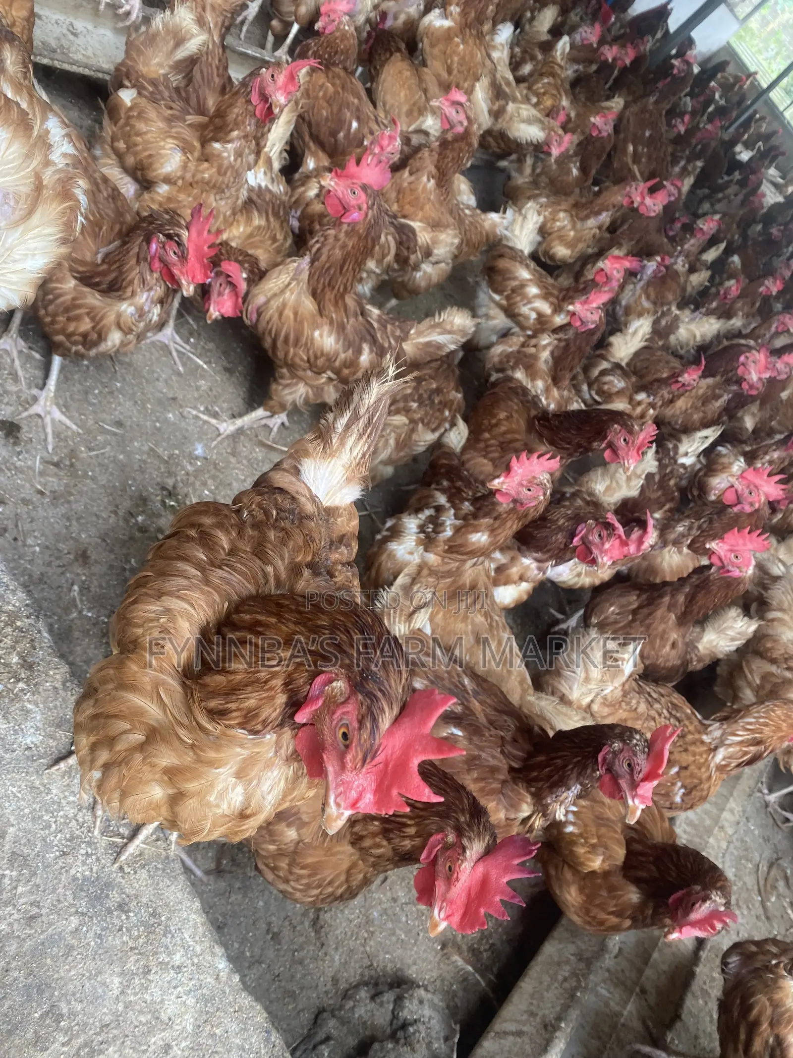 Chickens and Sasso Birds for Sale,kindly Contact Me if Interested Than