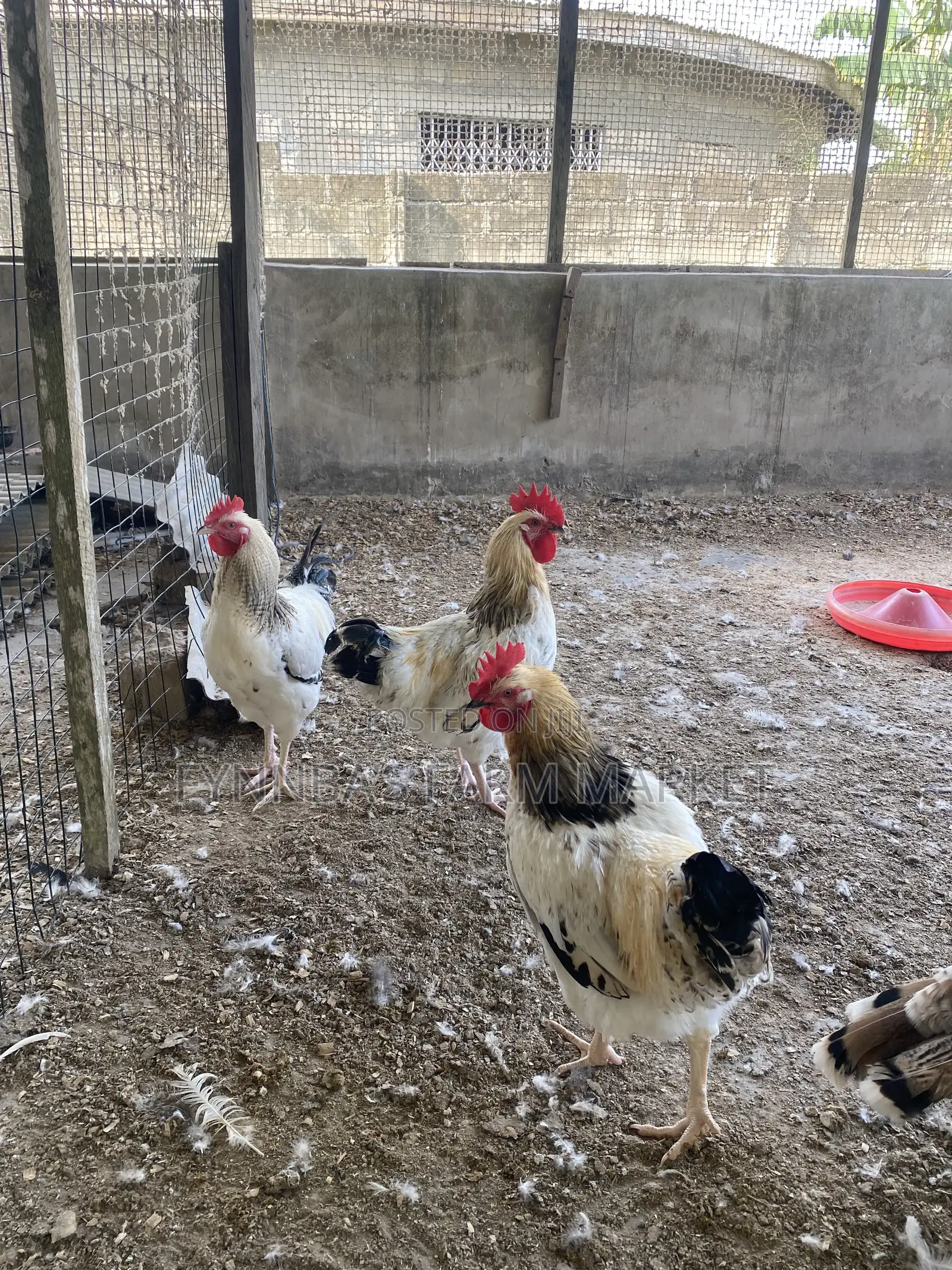 Chickens and Sasso Birds for Sale,kindly Contact Me if Interested Than