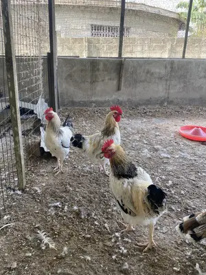Chickens and Sasso Birds for Sale,kindly Contact Me if Interested Than