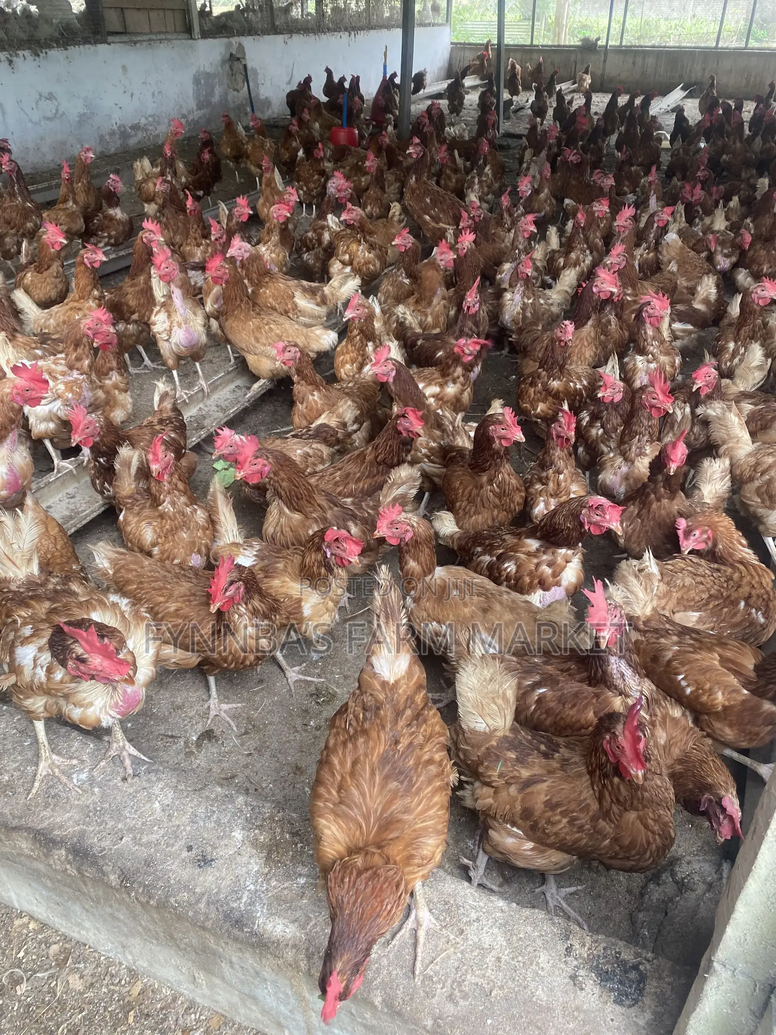 Chickens and Sasso Birds for Sale,kindly Contact Me if Interested Than