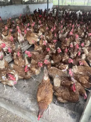 Chickens and Sasso Birds for Sale,kindly Contact Me if Interested Than