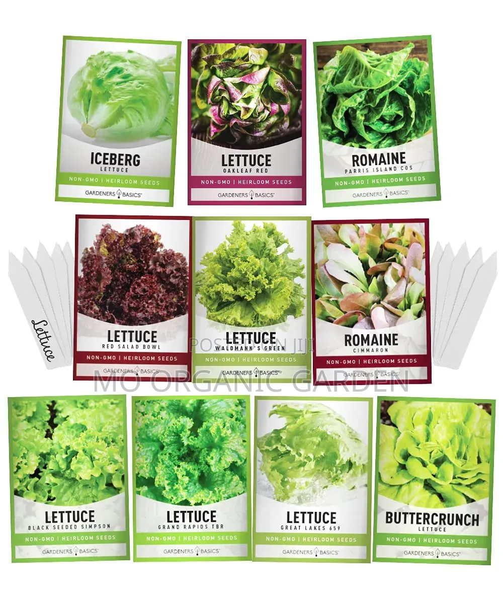 Lettuce Seeds – Different Varieties Available for Planting