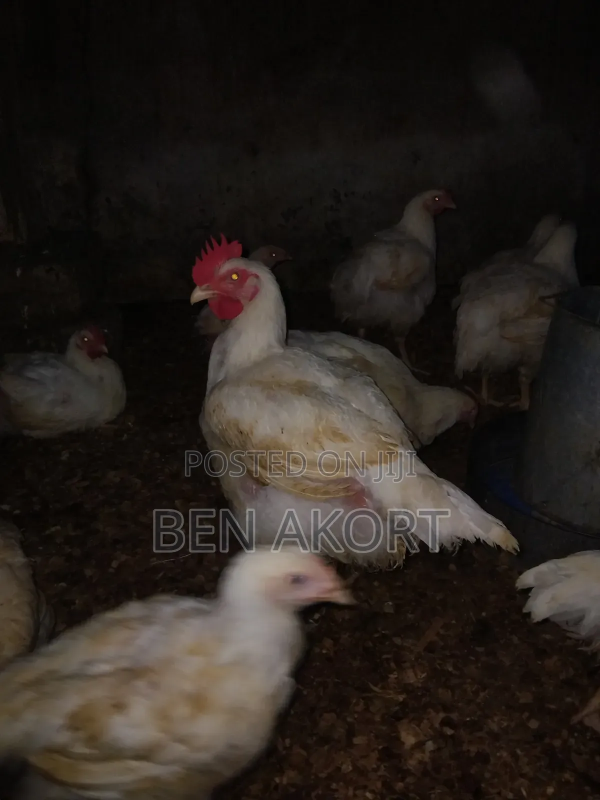 Broilers for Sale
