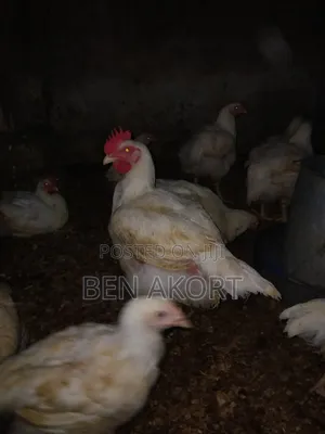 Broilers for Sale