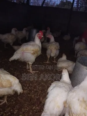 Broilers for Sale
