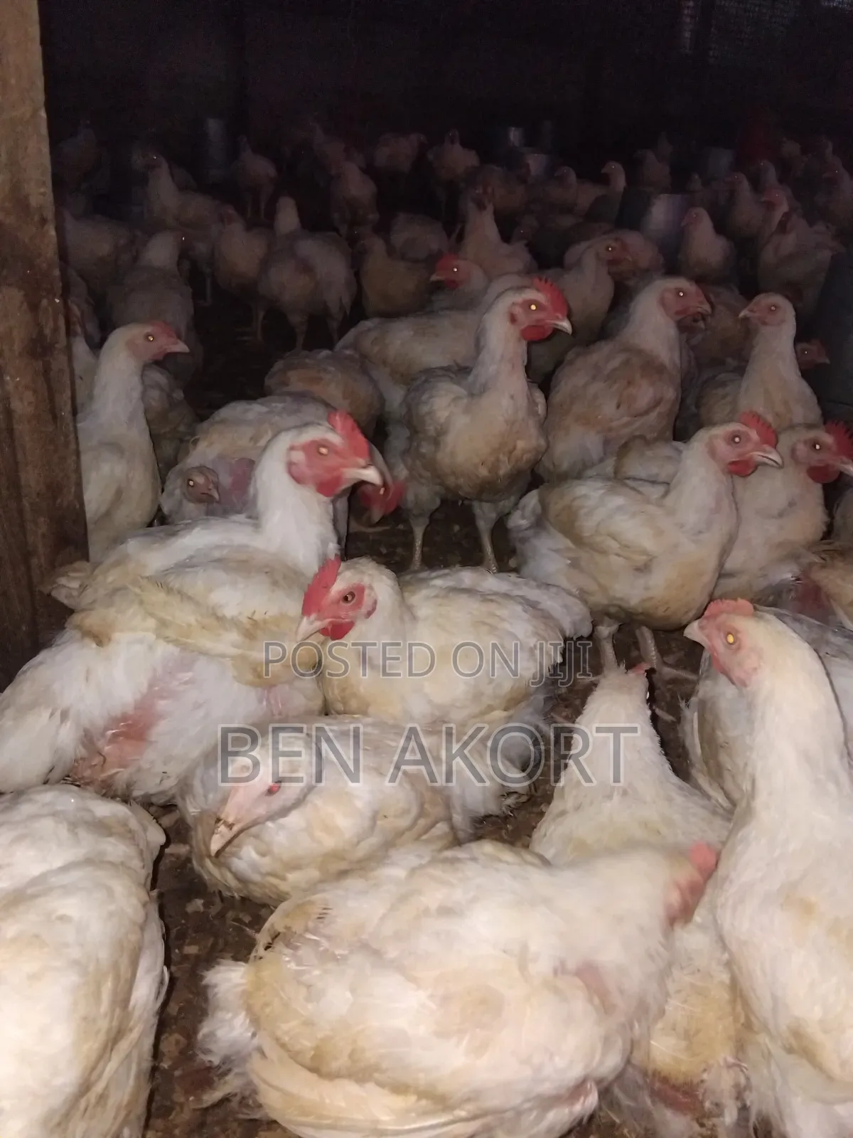 Broilers for Sale