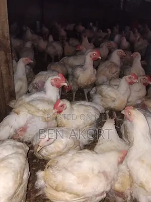 Broilers for Sale