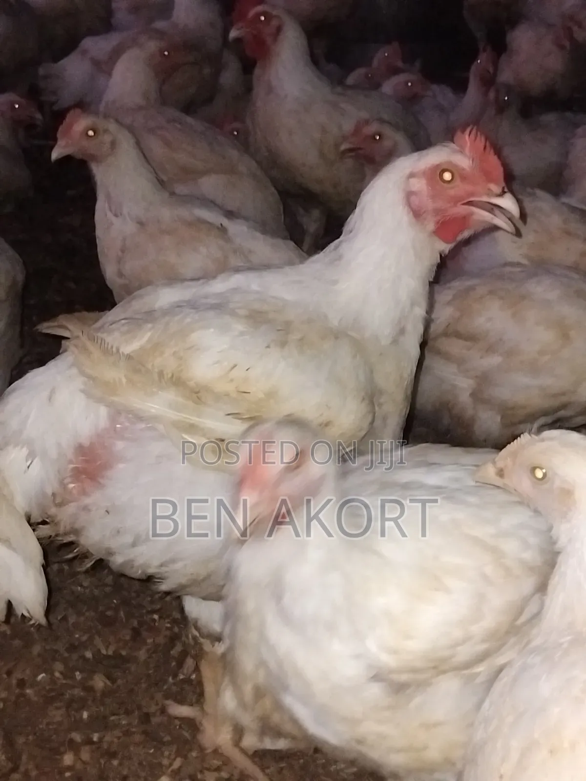 Broilers for Sale