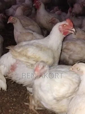 Broilers for Sale
