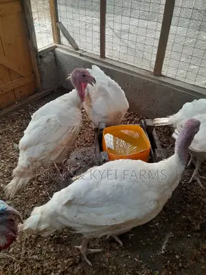 Turkey for Sale