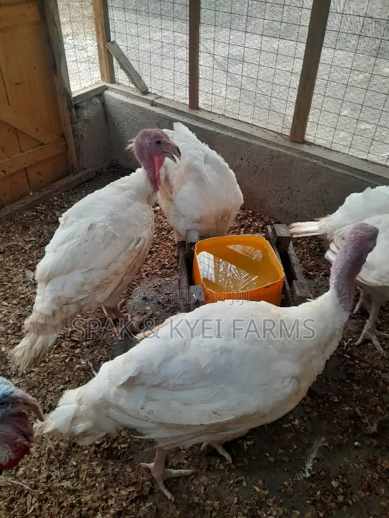 Turkey for Sale