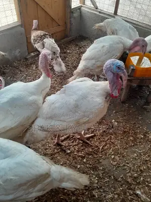 Turkey for Sale