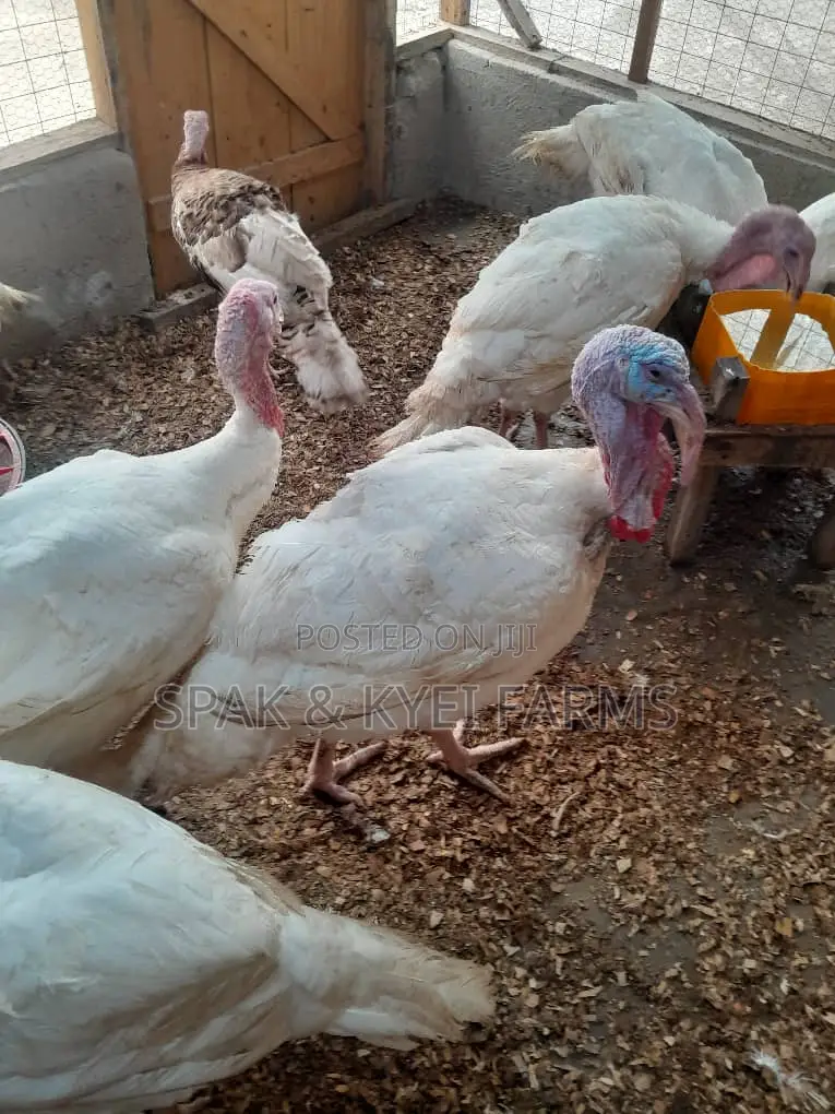 Turkey for Sale