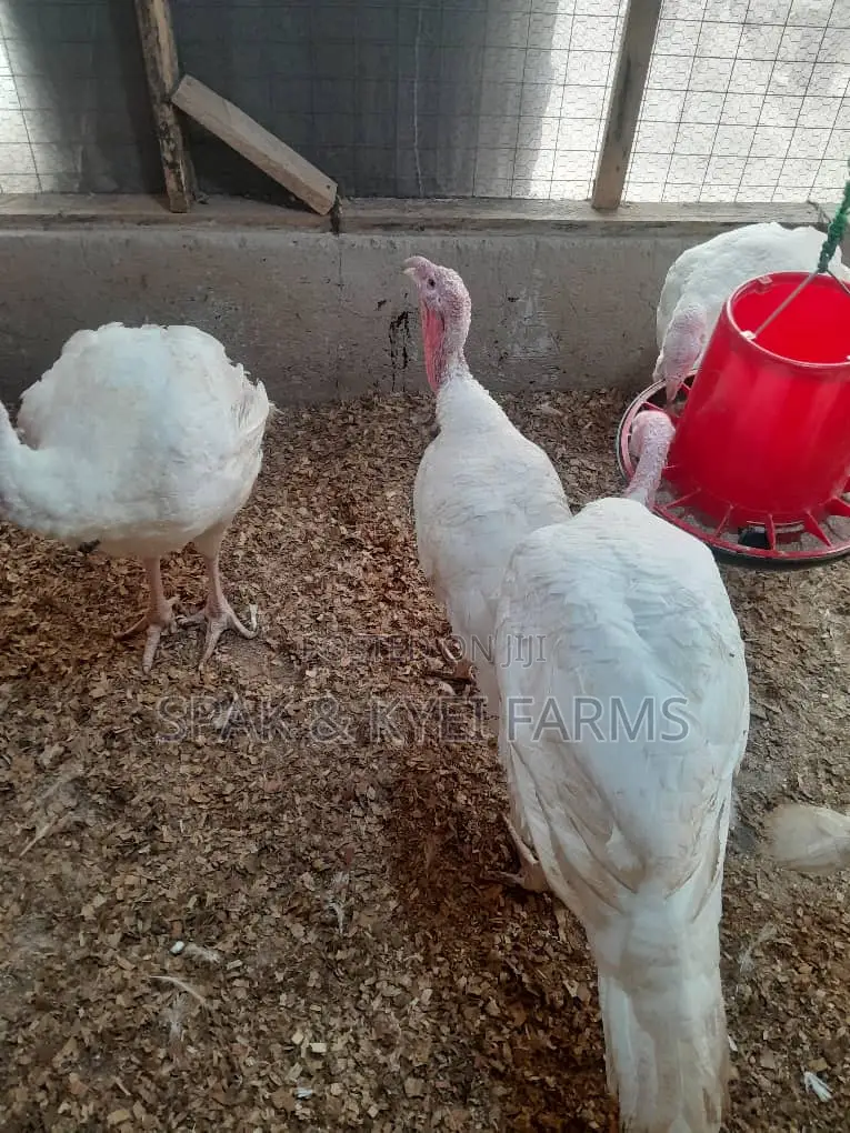 Turkey for Sale