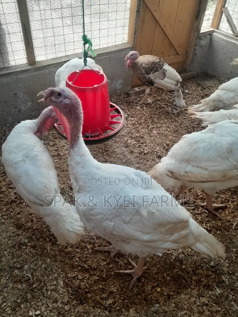 Turkey for Sale