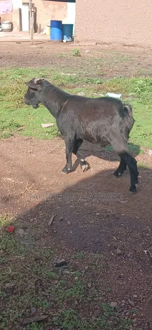 Goat Seller