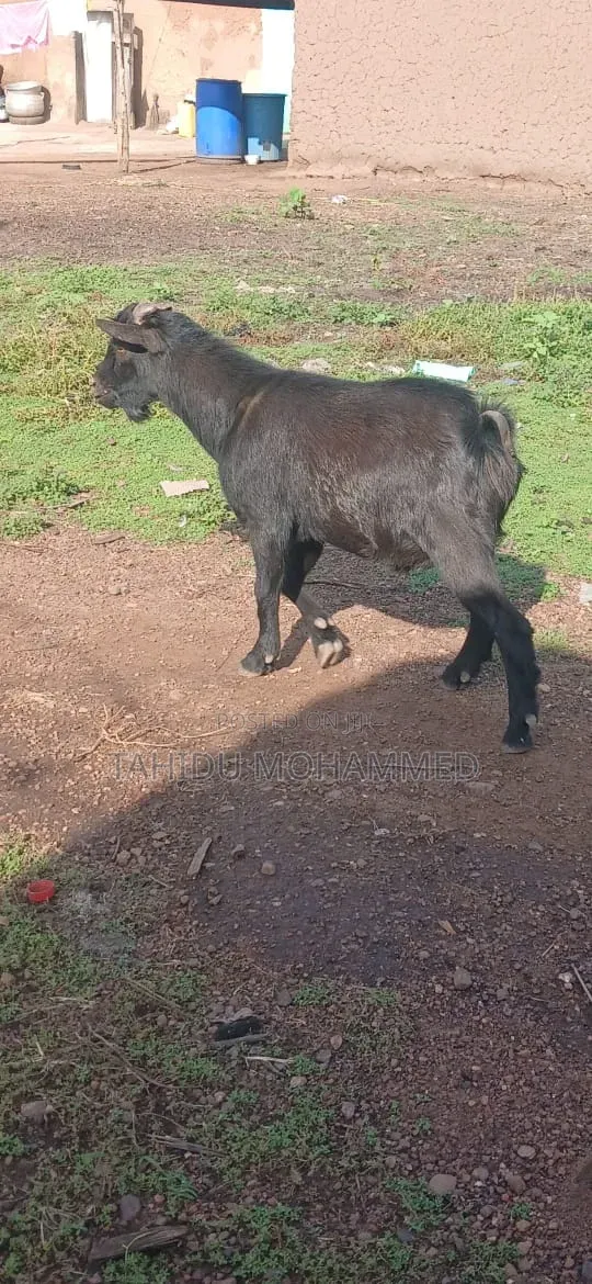 Goat Seller