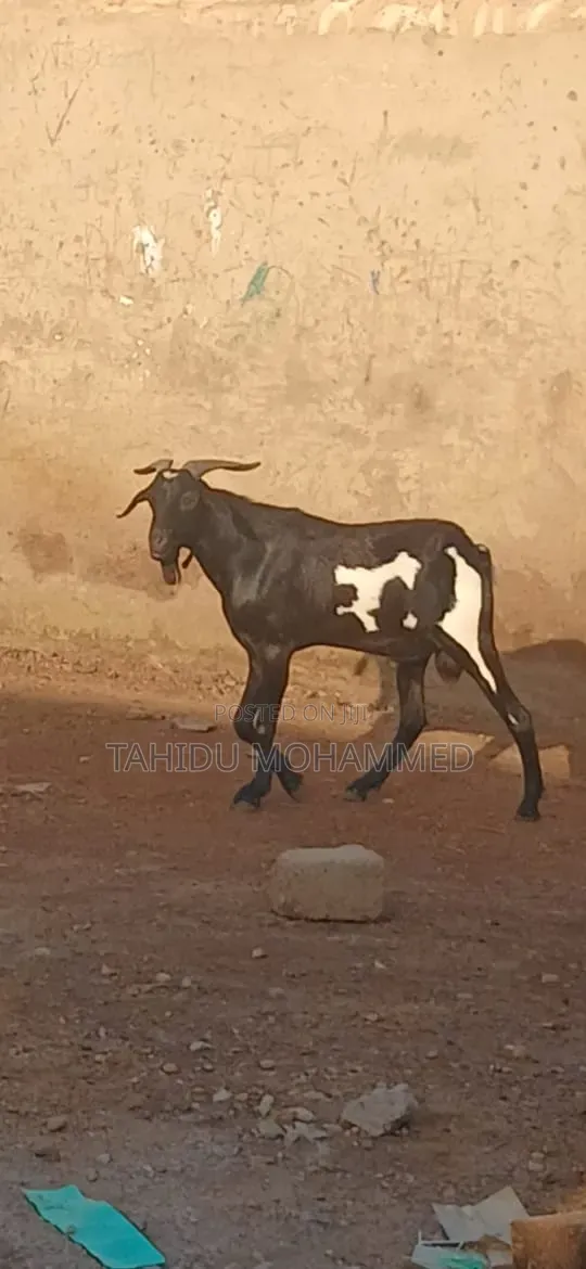 Goat Seller