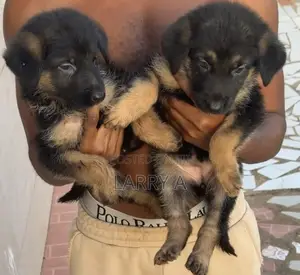 1-3 months Female Purebred German Shepherd