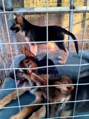 1-3 months Female Purebred German Shepherd
