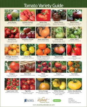 Tomato Seeds – Different Varieties Available for Sale