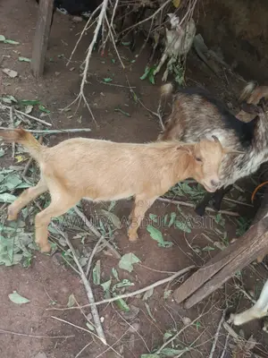 The Animals Seller