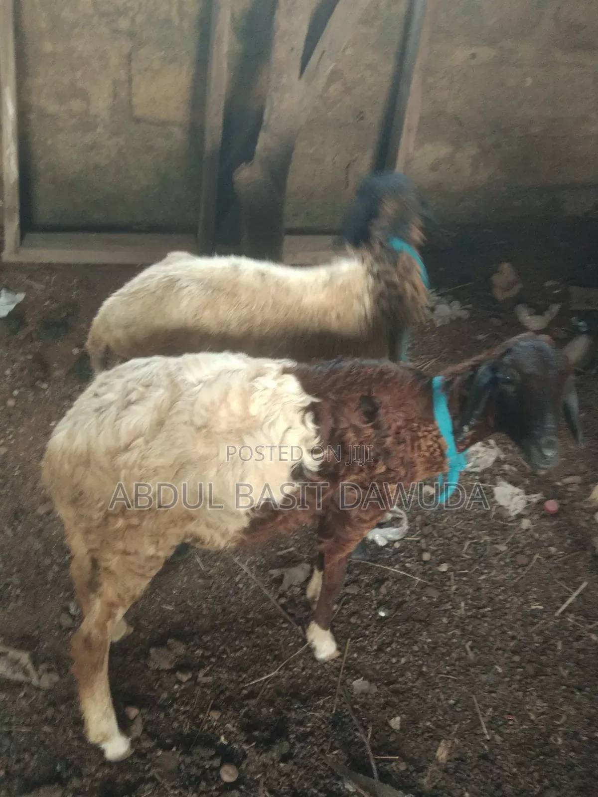 The Animals Sell