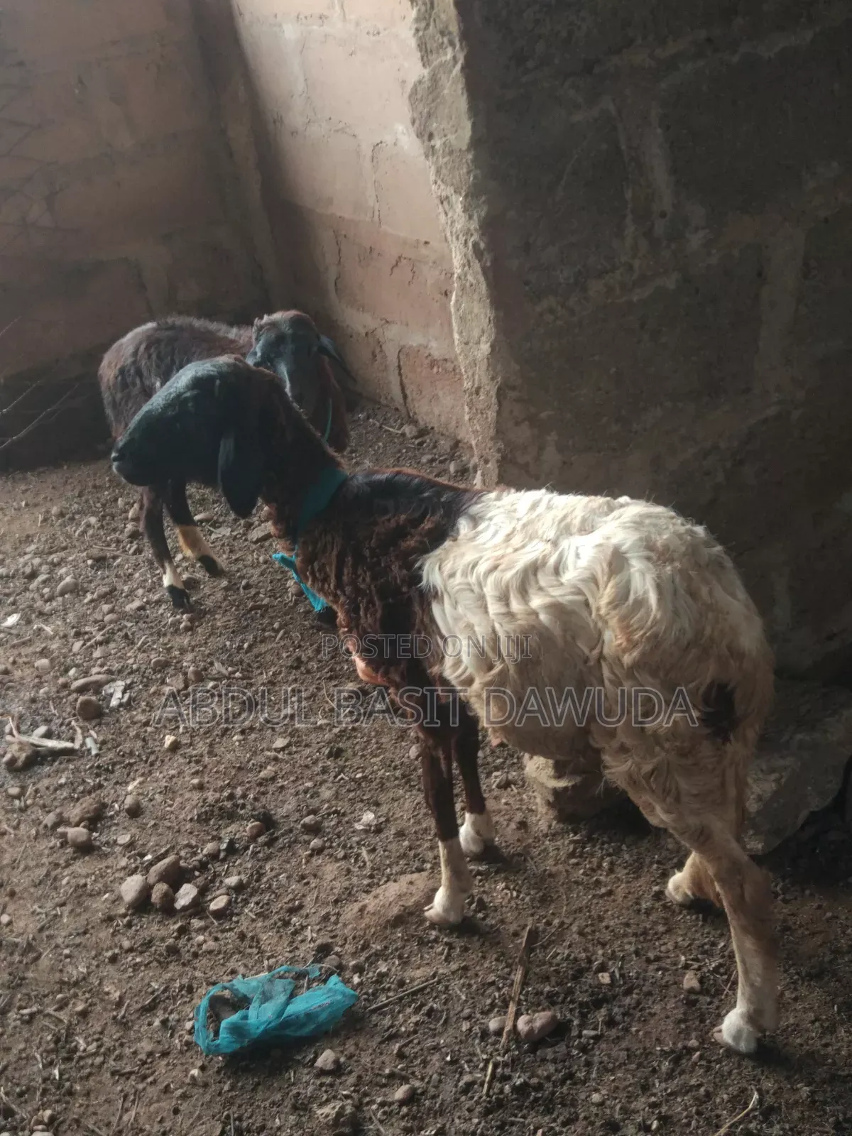The Animals Sell