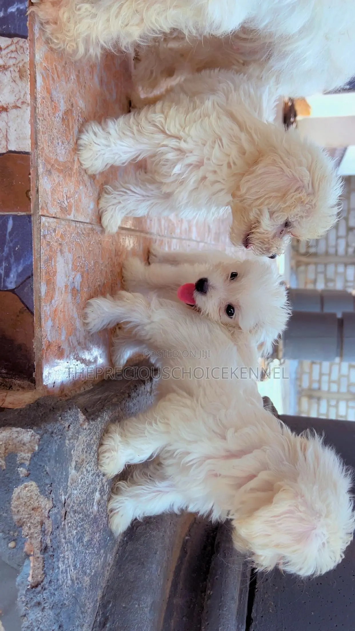 3-6 months Female Purebred Maltese