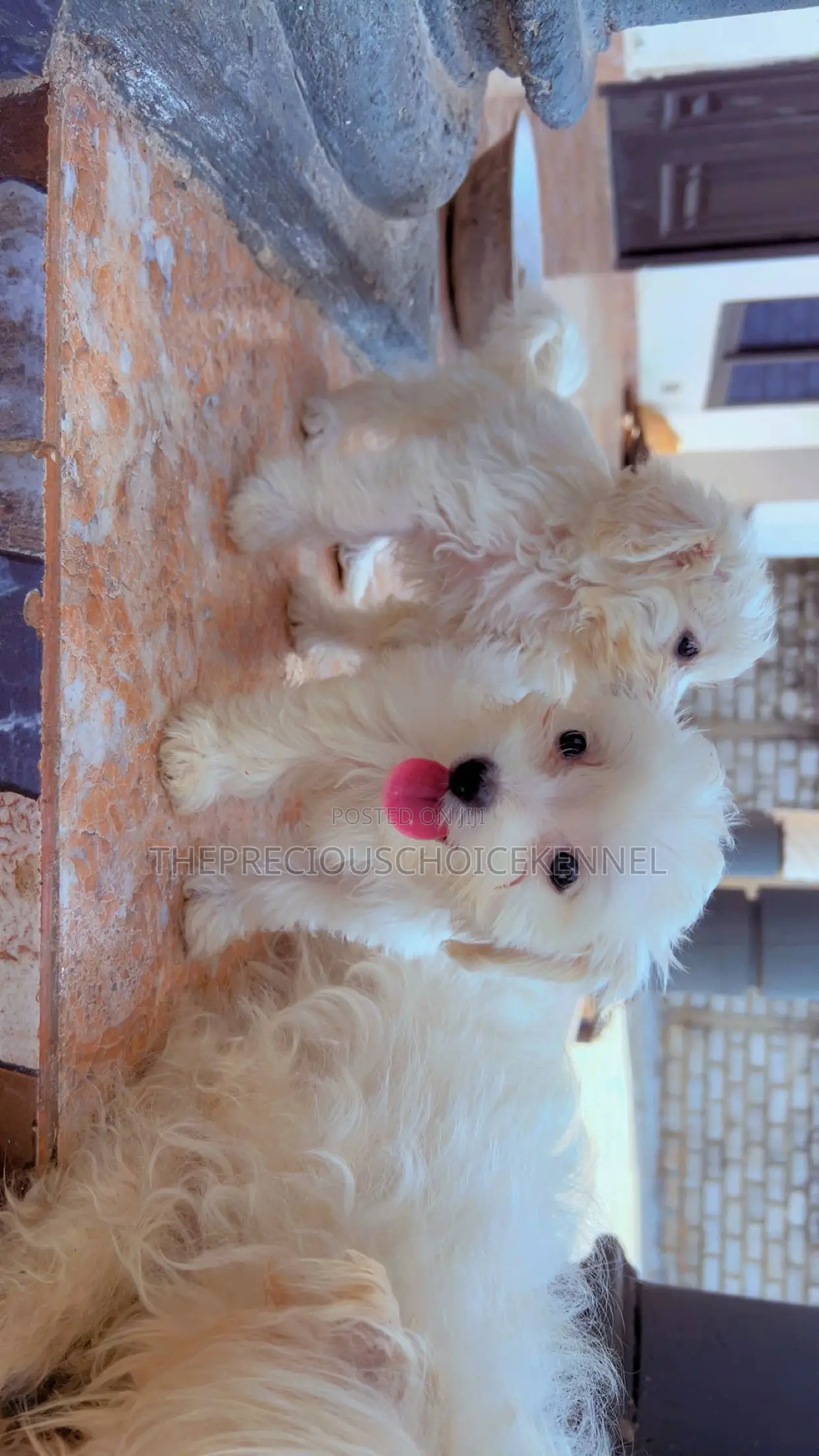 3-6 months Female Purebred Maltese