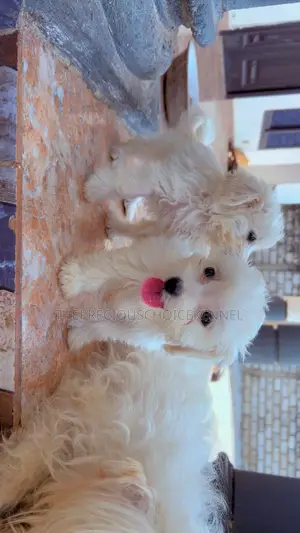 3-6 months Female Purebred Maltese