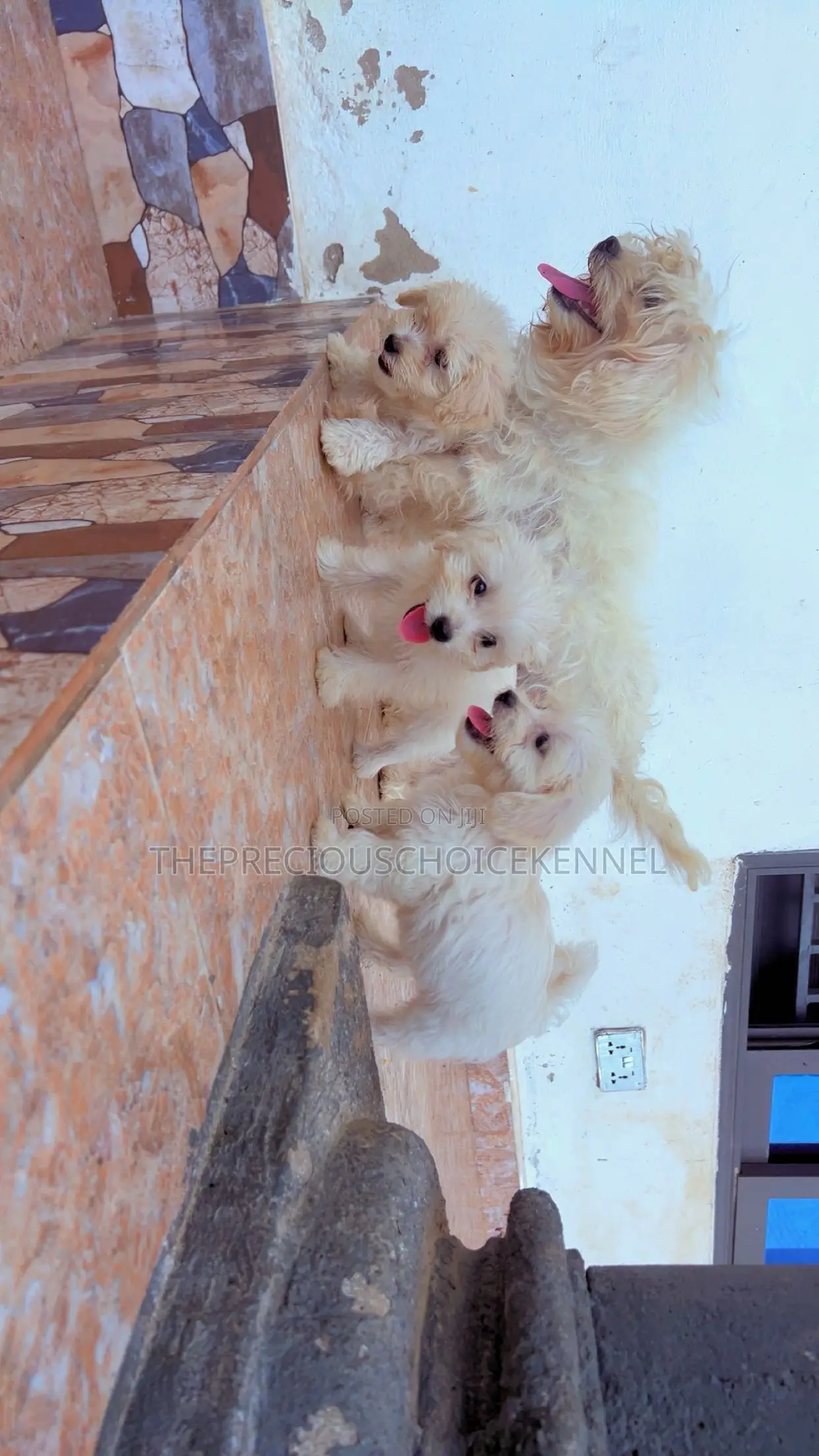 3-6 months Female Purebred Maltese