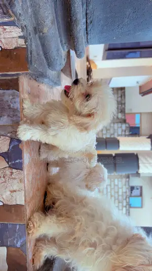 3-6 months Female Purebred Maltese