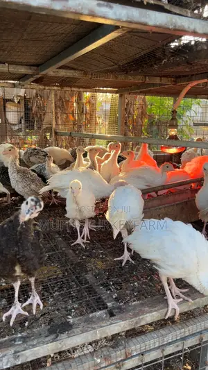 6 Weeks Turkeys