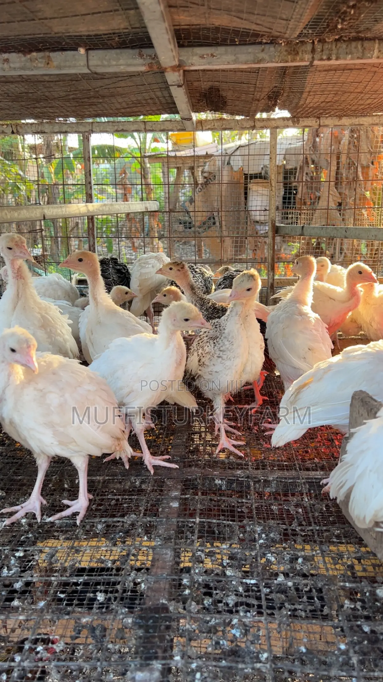 6 Weeks Turkeys