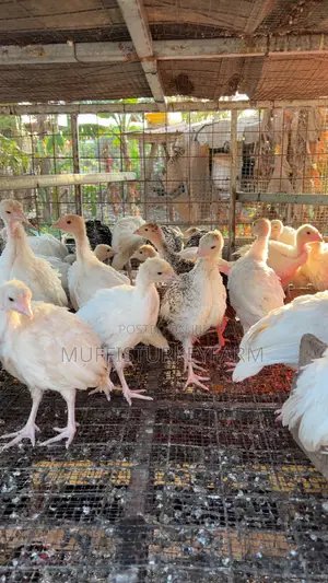 6 Weeks Turkeys