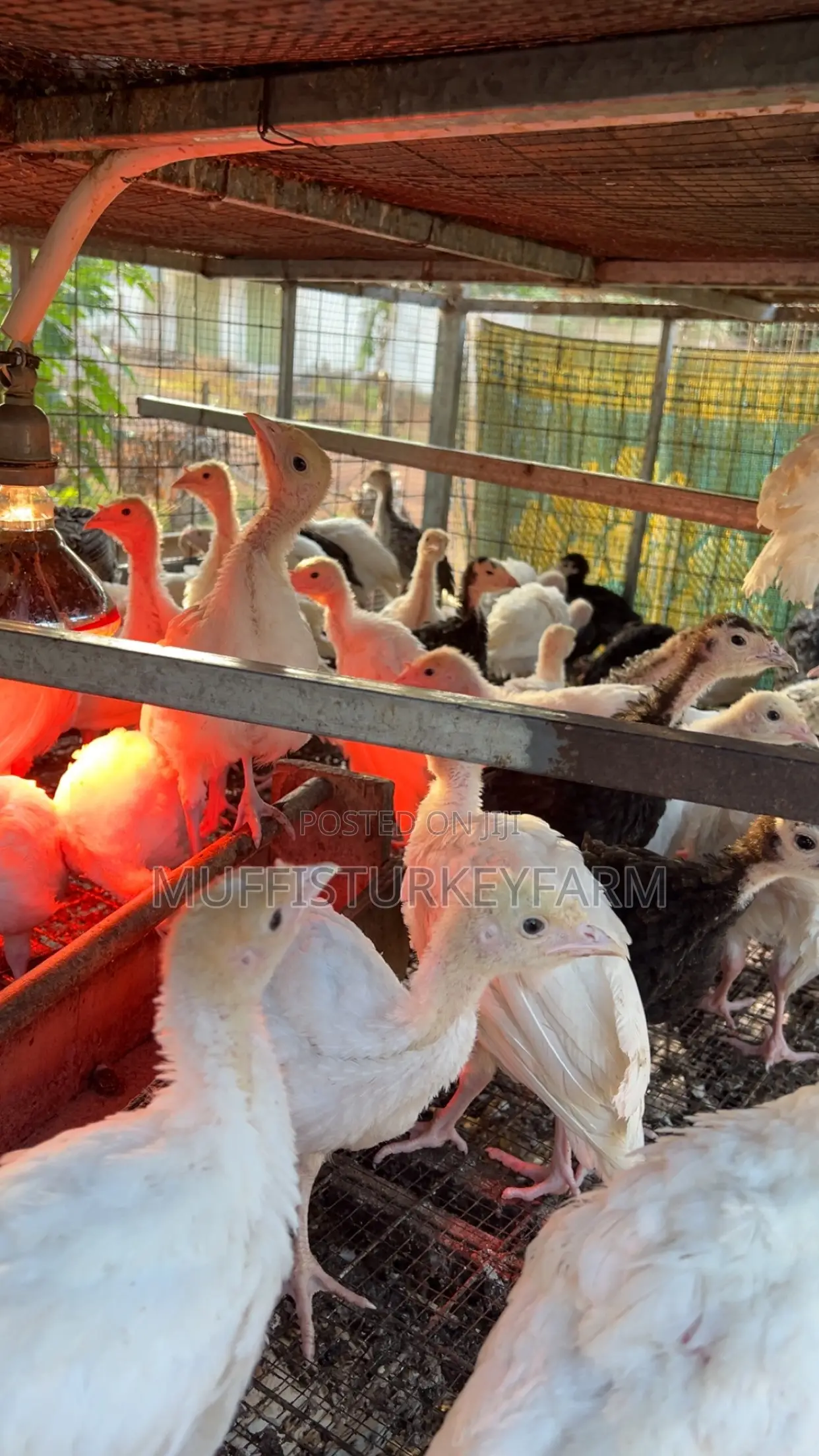 6 Weeks Turkeys